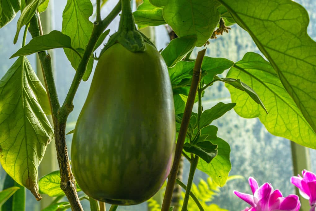 Do Eggplants Have Seeds and Can You Eat Them?