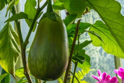 eggplant-turning-green