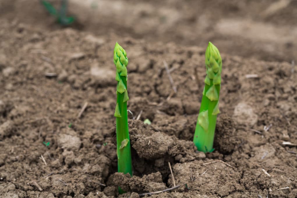 Growing Asparagus in Containers » Tricky but Possible