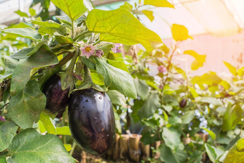 Female And Male Eggplant Myth Debunked Old Wive S Tale