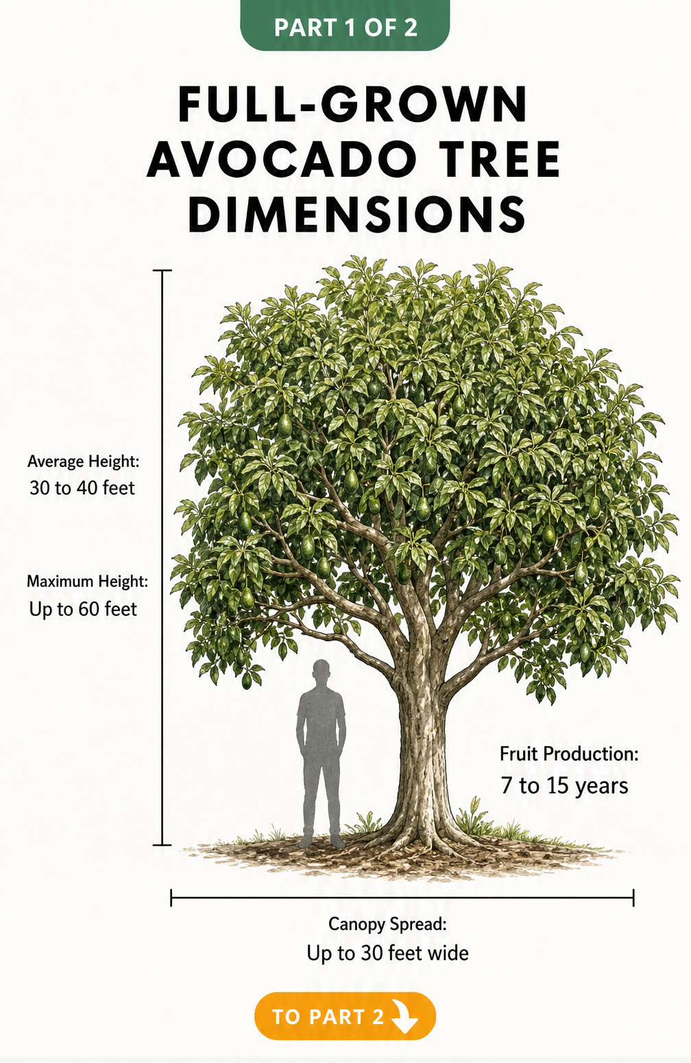 Botanical illustration of a full-grown avocado tree showing average height, maximum height, canopy spread, and fruit production timeline.
