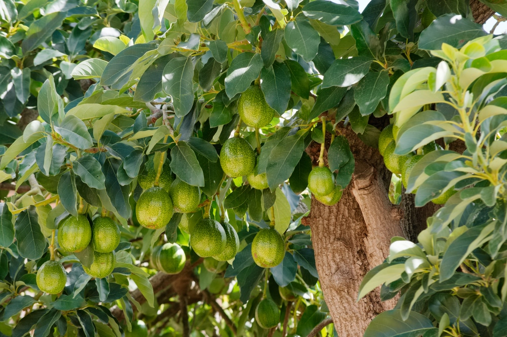 Full Grown Avocado Tree All The Facts And Top Tips