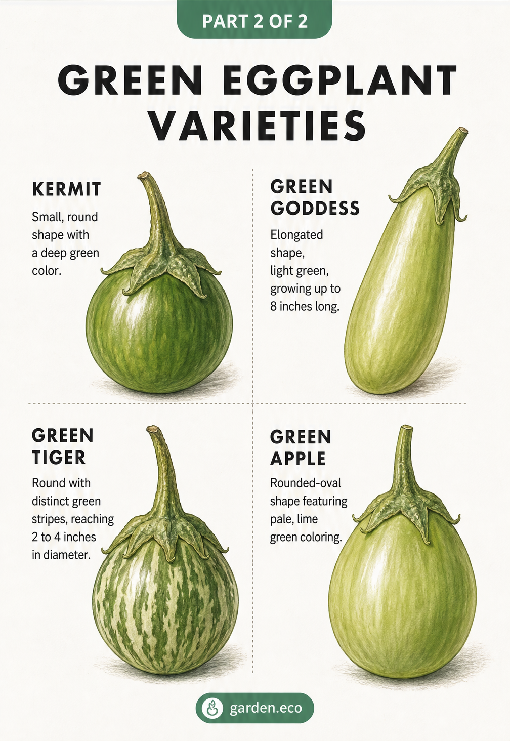 Illustrations of four green eggplant varieties: Kermit, Green Goddess, Green Tiger, and Green Apple.