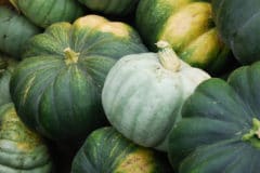 green-pumpkin