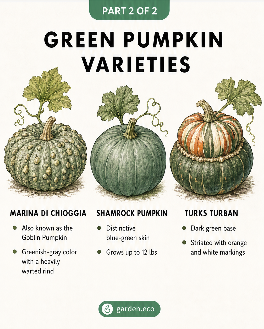 Botanical illustration of three green pumpkin varieties: Marina di Chioggia, Shamrock Pumpkin, and Turks Turban.