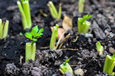 grow-celery-stalk