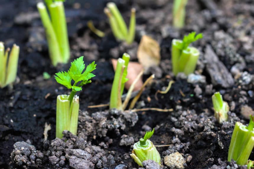 Where does celery grow all the tips for success