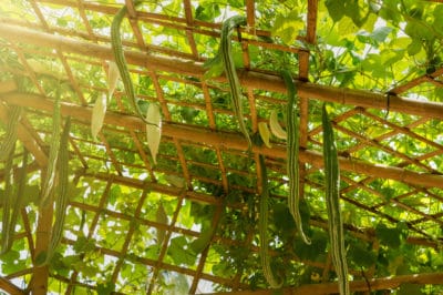 grow-zucchini-vertically