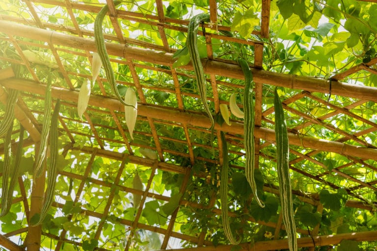 How to Grow Zucchini Vertically » Up, Up and Away!
