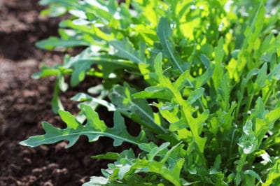 growing-arugula