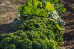 growing-broccoli-climate-zone