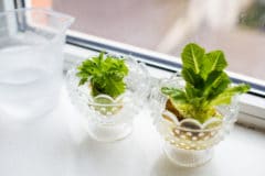 growing-celery-indoors
