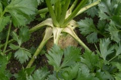 growing-celery-root-370-480