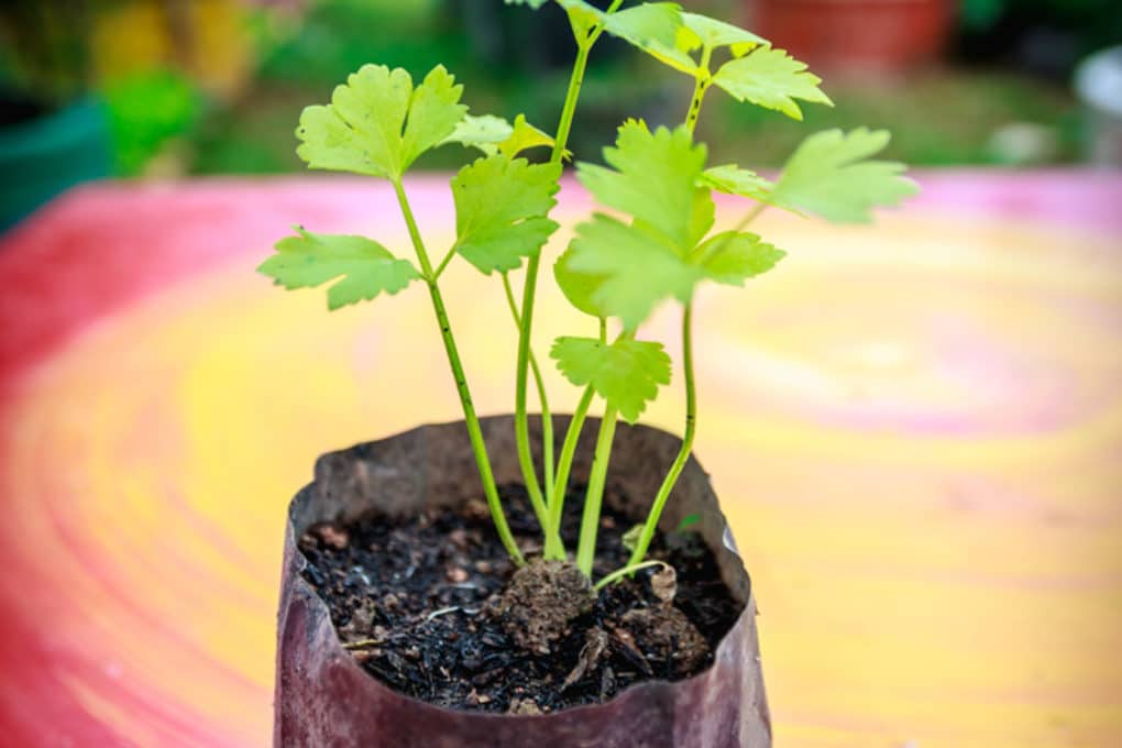 Growing Celery From Seed & Channeling Your Inner Farmer