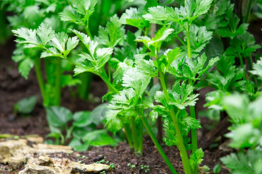 Growing Celery From Seed & Channeling Your Inner Farmer