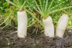 growing-daikon-radish