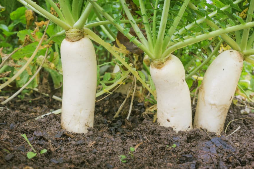 Radish Seedlings Everything You Ever Wanted to Know