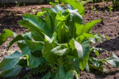 growing-horseradish