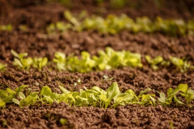 growing-lettuce-seed