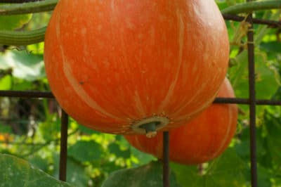 growing-pumpkins-planters-easy-pie