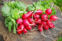 growing-radishes-containers