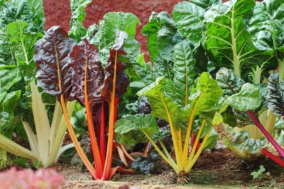 growing-swiss-chard