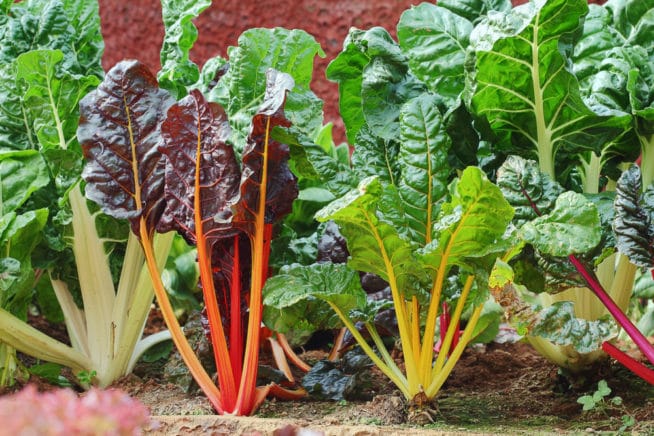 Swiss Chard Companion Plants &raquo; Know Your Chards Friends