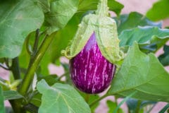 growth-stages-eggplants