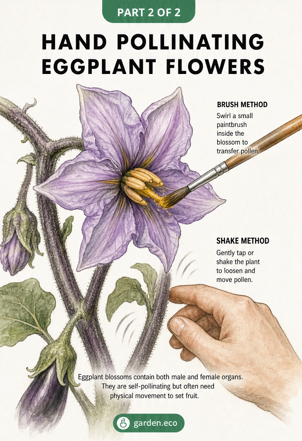 Illustration of hand pollinating an eggplant flower using a small paintbrush and gently shaking the plant stem.