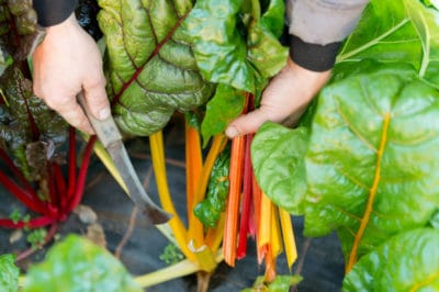 harvest-swiss-chard