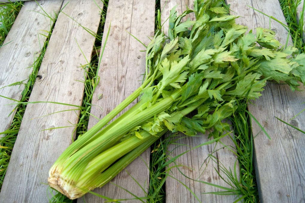 Harvesting Celery » Top Tips on How and When