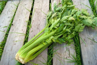 harvesting-celery