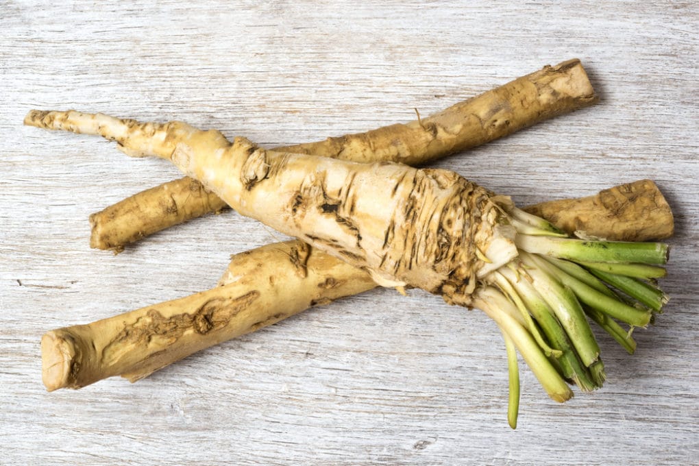 Storing Fresh Horseradish » Tips on Keeping It Fresh