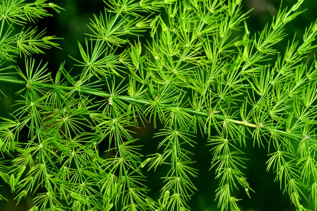 Asparagus Berries » Top Tips and Facts