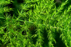 headline-asparagus-fern-care