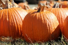 how-do-pumpkins-grow