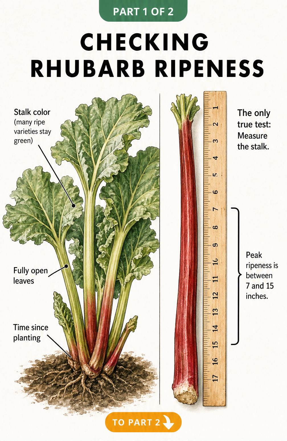 Illustration showing a rhubarb plant and a single stalk next to a yardstick, highlighting that measuring the stalk is the only true test for ripeness.