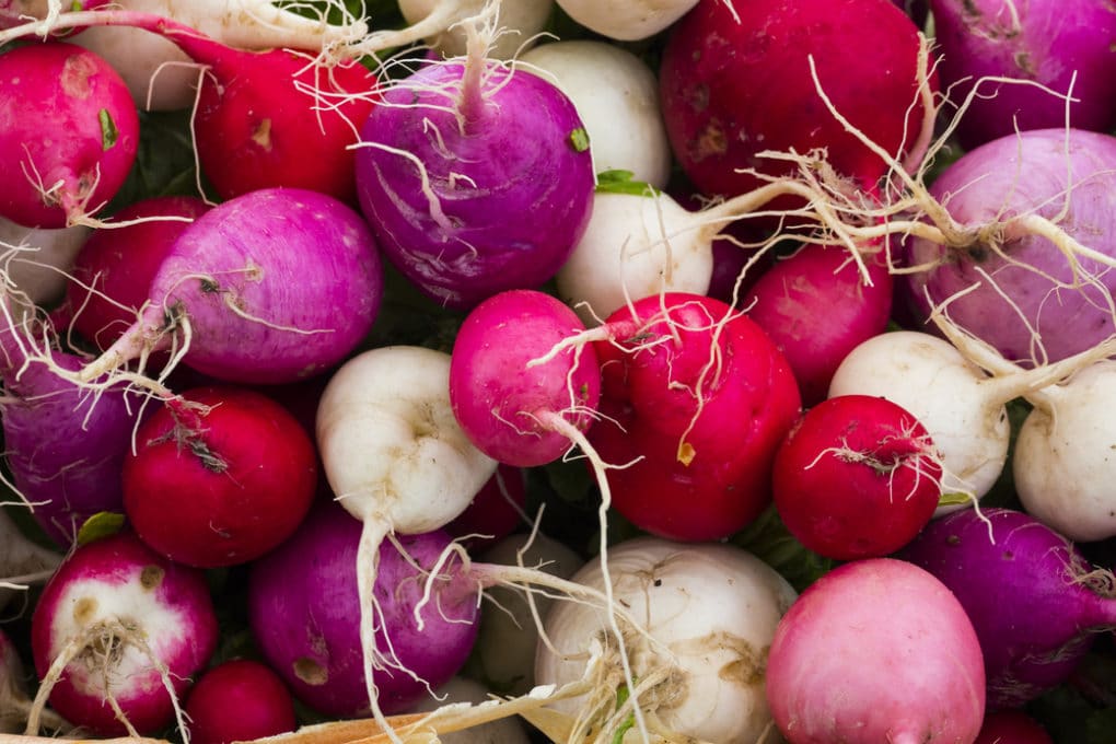 Keeping Your Radishes Fresh, Crisp & Crunchy After Harvest