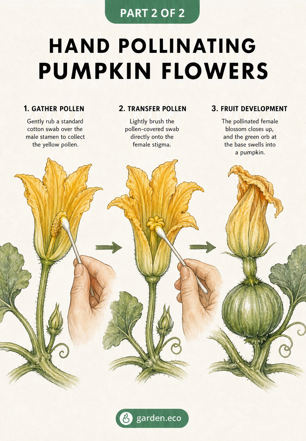 Three-step illustration showing how to hand pollinate a pumpkin flower using a cotton swab.