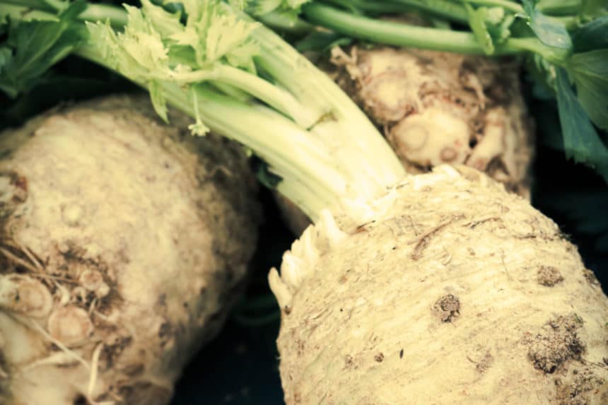Storing Fresh Horseradish » Tips on Keeping It Fresh