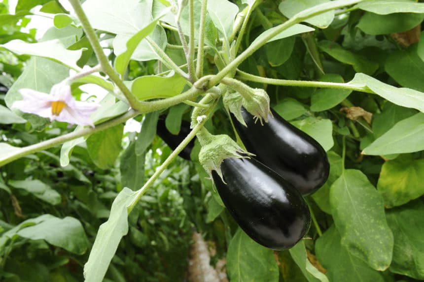 Female and Male Eggplant Myth Debunked » Old Wive's Tale