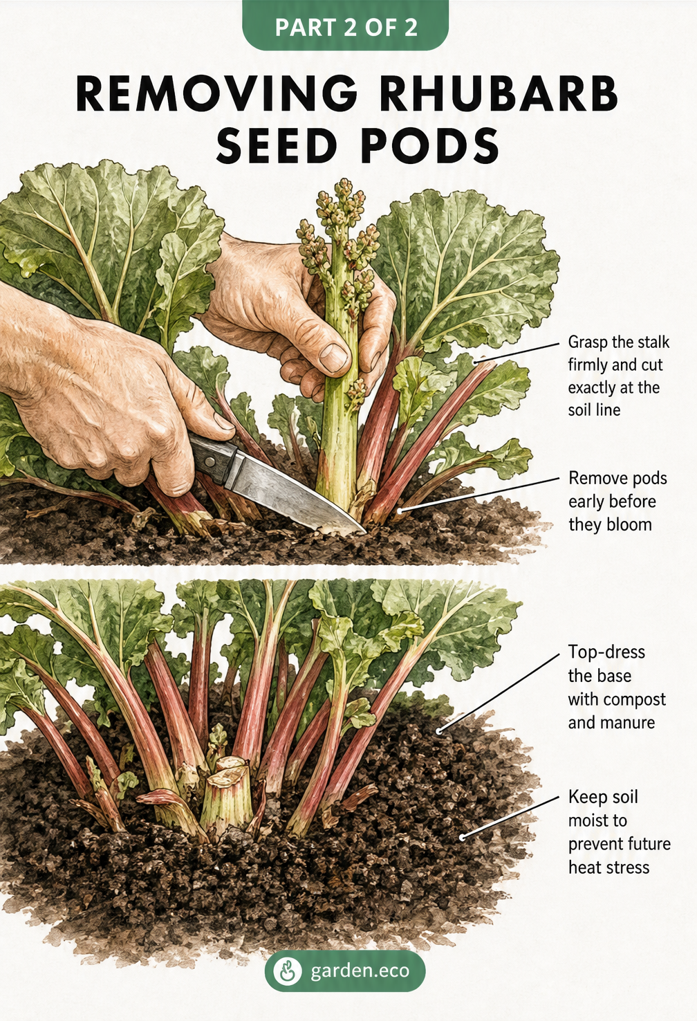 Illustration showing how to remove a rhubarb seed pod by cutting it exactly at the soil line with a sharp knife, followed by top-dressing the base with compost.