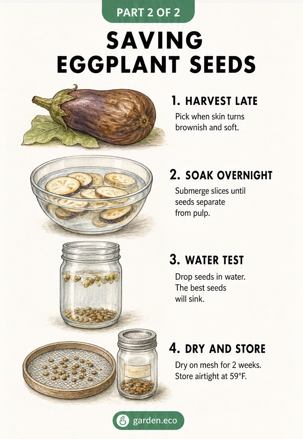 Four step illustration showing how to save eggplant seeds by harvesting late, soaking overnight, water testing, and drying.