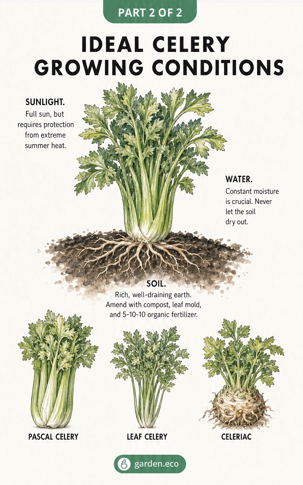 Botanical illustration of a celery plant detailing ideal sunlight, water, and soil conditions, plus three common celery varieties.
