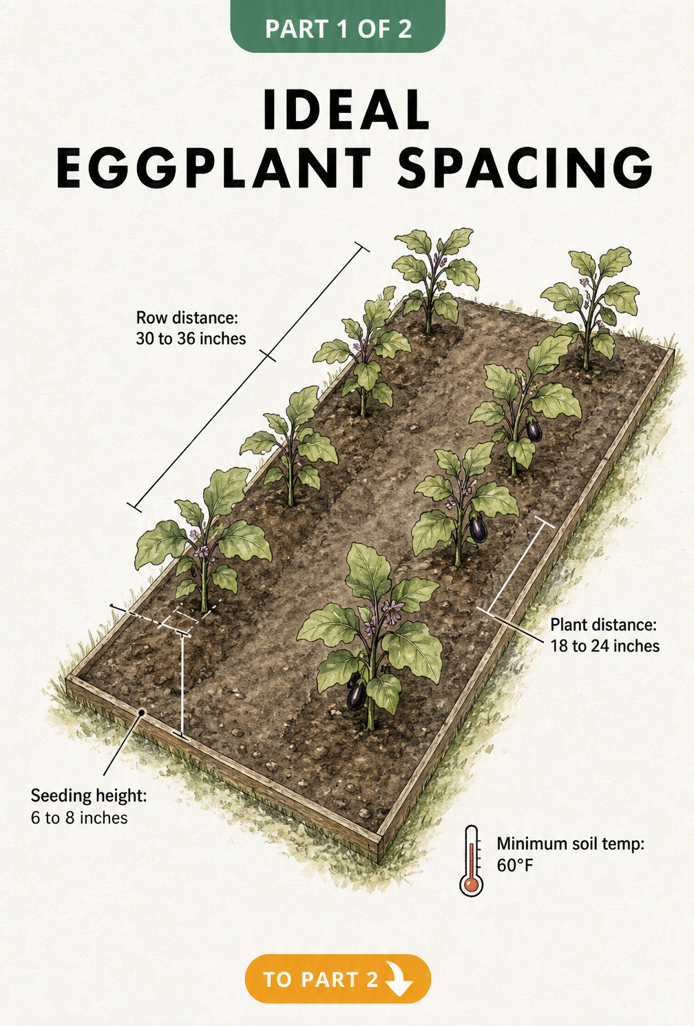 Isometric illustration showing ideal eggplant spacing with 30 to 36 inches between rows and 18 to 24 inches between plants.