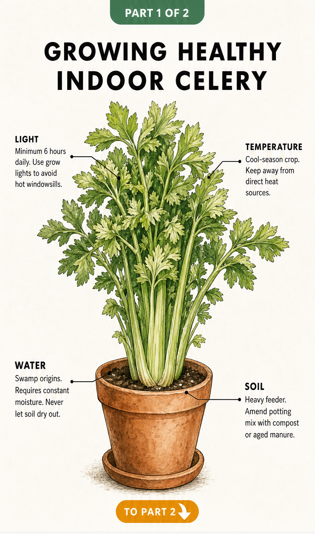 Botanical illustration of an indoor celery plant showing light, water, temperature, and soil requirements