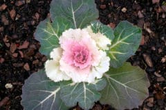 is-kale-a-perennial