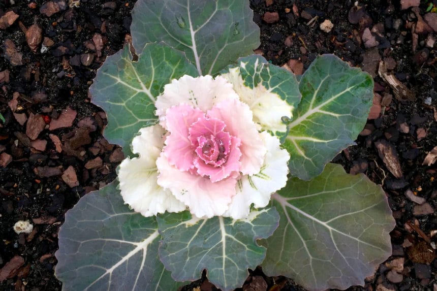 Harvesting Kale » Top Tips on When It's Picking Time