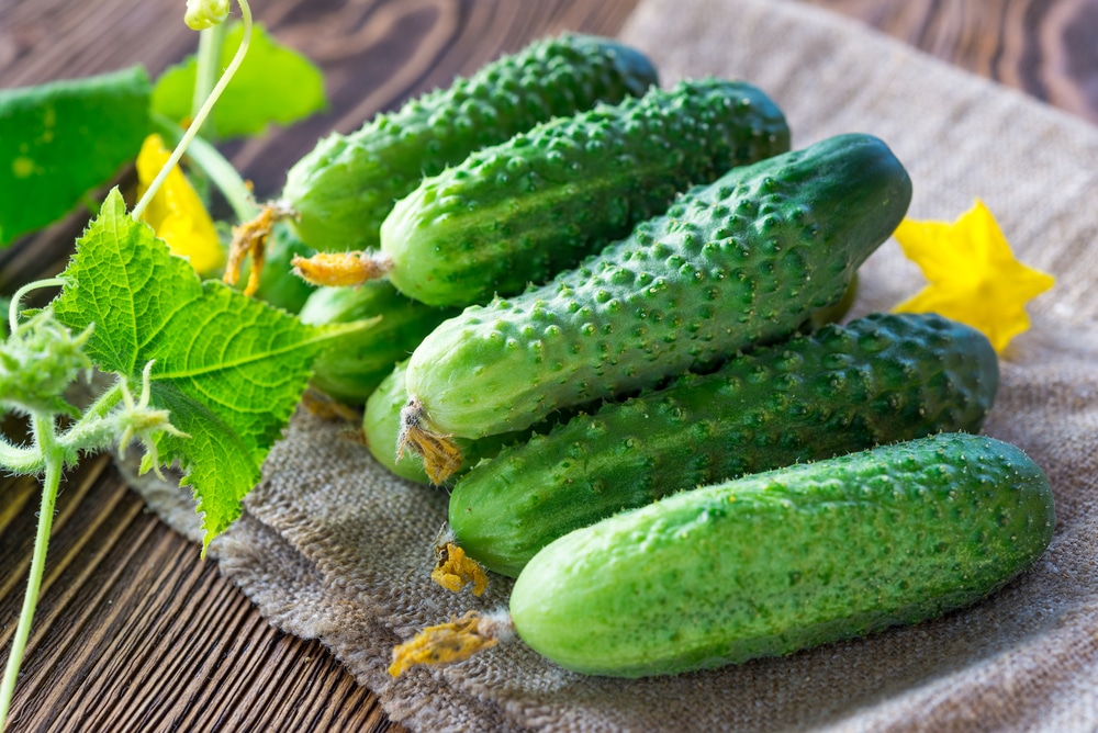 When To Pick Cucumbers Get The Harvesting Facts