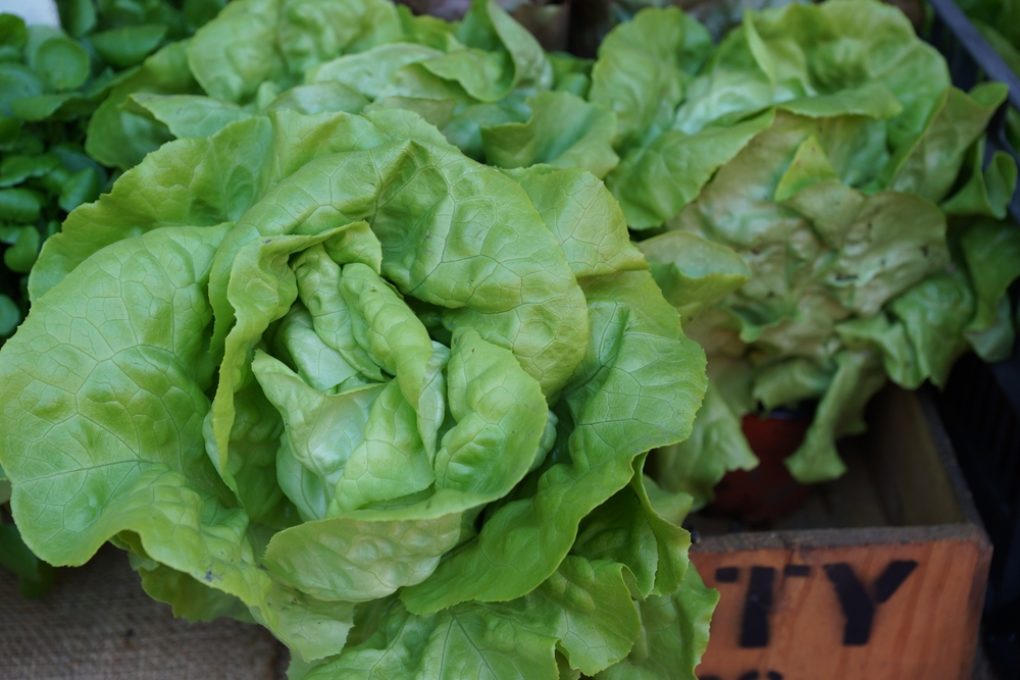 Why is My Lettuce Turning Red, Oh My?